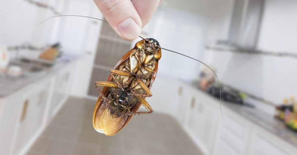 Уничтожение тараканов в квартире: средства и способы