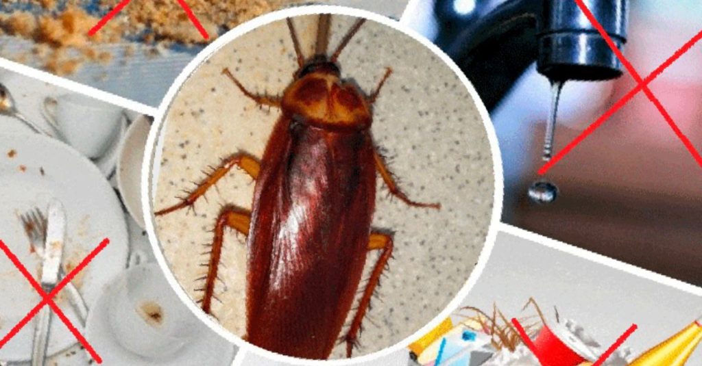 Тараканы у соседей – что делать, как защититься и как избавиться
